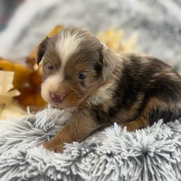 Jax - Red merle male Toy Australian Shepherd puppy in Ambrose, Georgia from Brandilyn's Aussies