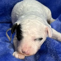 Gray Collar - Phantom male Poodle puppy in Huntsville, Alabama from Flint River Poodles