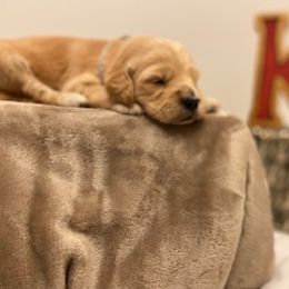 Goldendoodle Puppies from Knox Family Goldens & Doodles