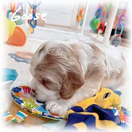 Cocker Spaniel Puppies from K&M crocker Spaniels