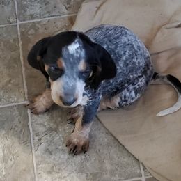 Bluetick Coonhound Puppies from Debbie Fietzer's Bluetick Coonhounds
