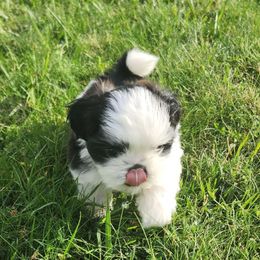 Rufus - Black and white male Shih Tzu puppy in Kennewick, Washington from Tinytails