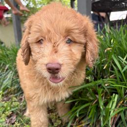 Rubble - Gold male Bordoodle puppy in Winnsboro, Texas from Pecan Grove Pups