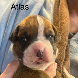 Atlas - Fawn male Boxer puppy in Elyria, Ohio from Just-A-Wyn Boxers
