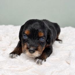Sofia - Phantom female Goldendoodle puppy in Springfield, Ohio from Dawson & Daryn's Royal Companions