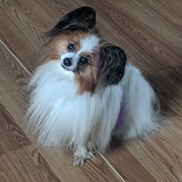 Papillons from Katies Papillions