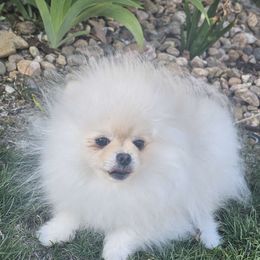 Elvis - Cream Pomeranian puppy in Brighton, Colorado from Yanetta Pomeranians