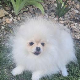 Elvis - Cream Pomeranian puppy in Brighton, Colorado from Yanetta Pomeranians