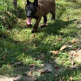 Grey - Mahogany male Belgian Malinois puppy in Saint Amant, Louisiana from Mercy Kennels