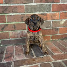 Mountain Cur Puppies from Lost Forty Kennels