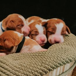 Brittany Puppies from Sincerely, Bird Dogs