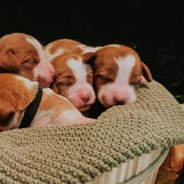 Brittany Puppies from Sincerely, Bird Dogs