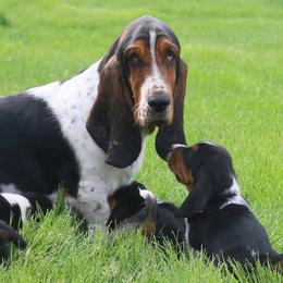 Pippa - Basset Hound