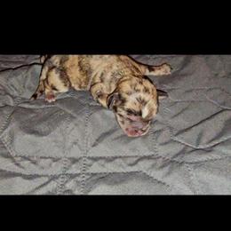 Boy 3 SC - Brindle male Shih Tzu puppy in Meridian, Oklahoma from Crazy Love Kennels