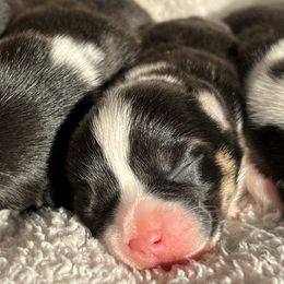 Girl 2 - Pembroke Welsh Corgi puppy in Dugspur, Virginia from Camelot Corgis