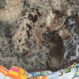 Pup4 - Chocolate female Havapoo puppy in Medina, Ohio from Momma's Mastiffs