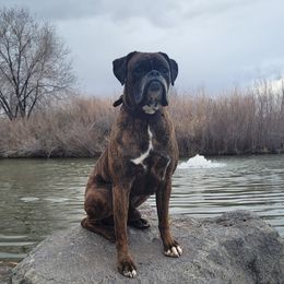 Gambler - Boxer