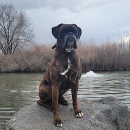 Gambler - Boxer