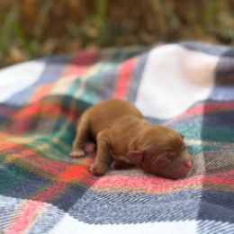 Hazel - Ruby female Cavalier King Charles Spaniel puppy in Edmond, Oklahoma from Little Acorn: Cavalier & Bernese