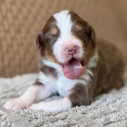 Boy 1 - Red tri-color male Australian Shepherd puppy in Oakridge, Oregon from Middle Fork Australian Shepherds