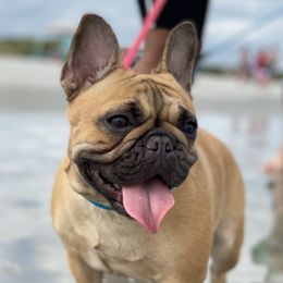 Sonna - French Bulldog