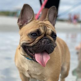 Sonna - French Bulldog