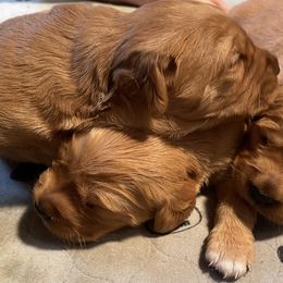 Golden Retriever Puppies from Sugar Creek Goldens