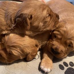Golden Retriever Puppies from Sugar Creek Goldens