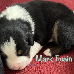 Mark Twain - Black tri-color male Australian Shepherd puppy in Lebanon, Oregon from Mt. Hope Aussies