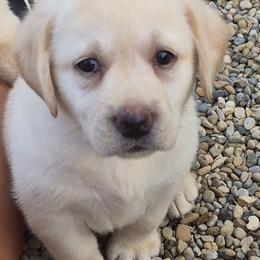 Shenandoah pink collar. - Yellow female Labrador Retriever puppy in Greenwich, Ohio from Pure Gem Kennel