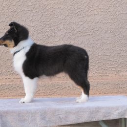 Shetland Sheepdog Puppies from Maple Leaf Shelties