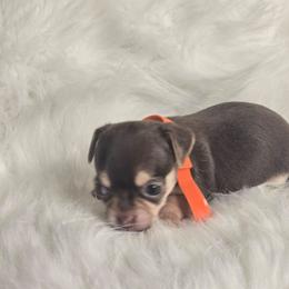 Rusty - Chocolate and tan male Chihuahua puppy in Plainfield, Indiana from Abby's Pampered Pooches