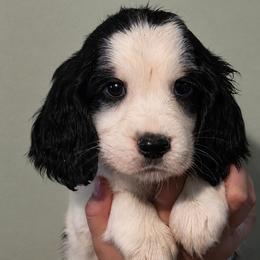 Hawk - Tri-Roan male English Springer Spaniel puppy in Fort White, Florida from Thunderbird Springers