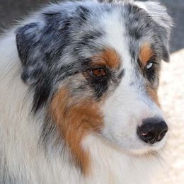 Australian Shepherds from Old West Australian Shepherds
