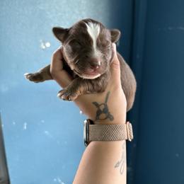Female 2 - Red tri-color female Australian Shepherd puppy in Lubbock, Texas from REKN’ Kennel Aussies