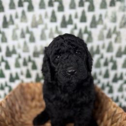 Harken - Black male Goldendoodle puppy in Fayetteville, Arkansas from Silver Hill Farm