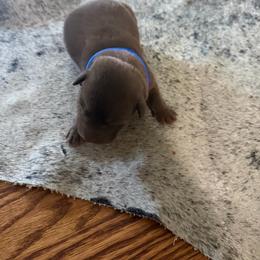 Dark Blue- Male - Chocolate male Labrador Retriever puppy in Monticello, Kentucky from Cody Sullivan