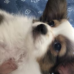 Papillon and Poodle Puppies from Kipling Papillons and Poodles