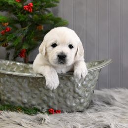 Golden Retriever Puppies from Lovasi Goldens