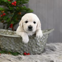 Golden Retriever Puppies from Lovasi Goldens