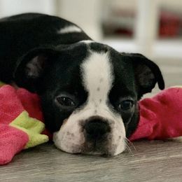 Boston Terriers from Andy's Happy Home Boston Terriers