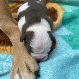 Bulldog Puppies from Bulldawg Vee