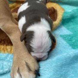 Bulldog Puppies from Bulldawg Vee