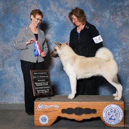 Akita All Grown Up from Mayoke Akitas