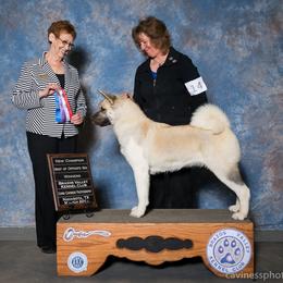 Akita All Grown Up from Mayoke Akitas