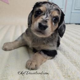 Crow - Black and cream male Dachshund puppy in Oklahoma City, Oklahoma from OkieDoxieland Dachshunds