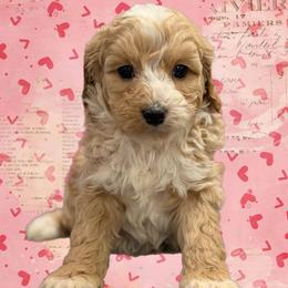 Snuggles - Cream female Cavapoo puppy in Coshocton, Ohio from Forever Family Puppies