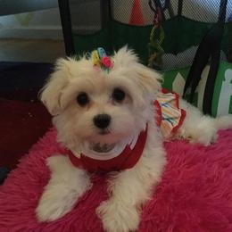 Maltese Puppies from Helen Armstead-Davis