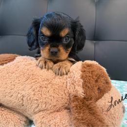 Louie - Tri-color male Cavalier King Charles Spaniel puppy in Cerro Gordo, North Carolina from Cloverleaf K9 Connections