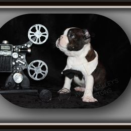 Boy 1- Basko - Seal brindle and white male Boston Terrier puppy in North Central, Vermont from Windy Valley’s Bostons